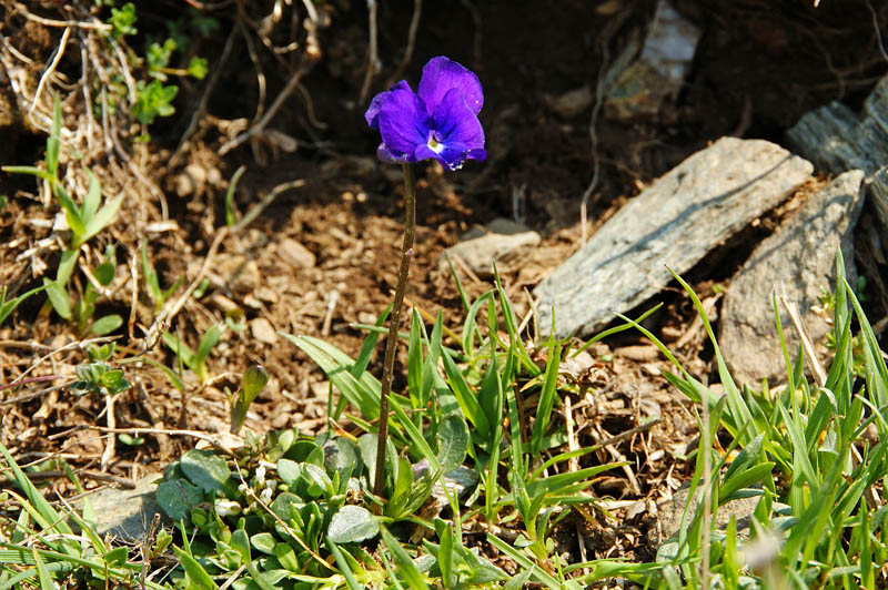 Viola corsica subsp. limbarae / Viola del Limbara
